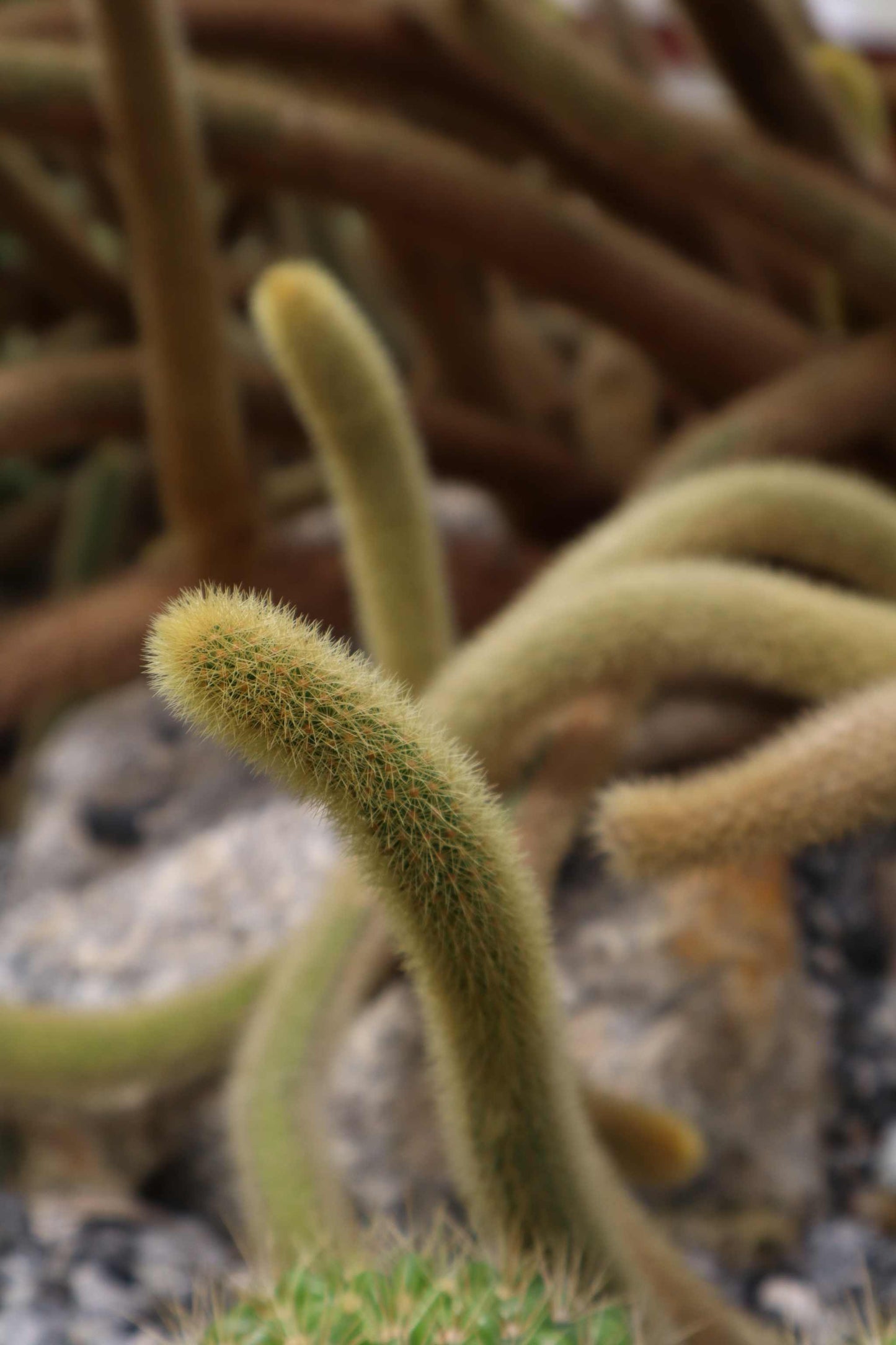 Hildewintera colademononis - Apsvans Kaktus