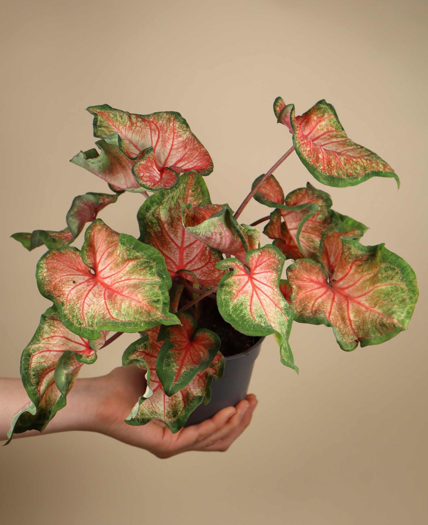 Caladium bicolor