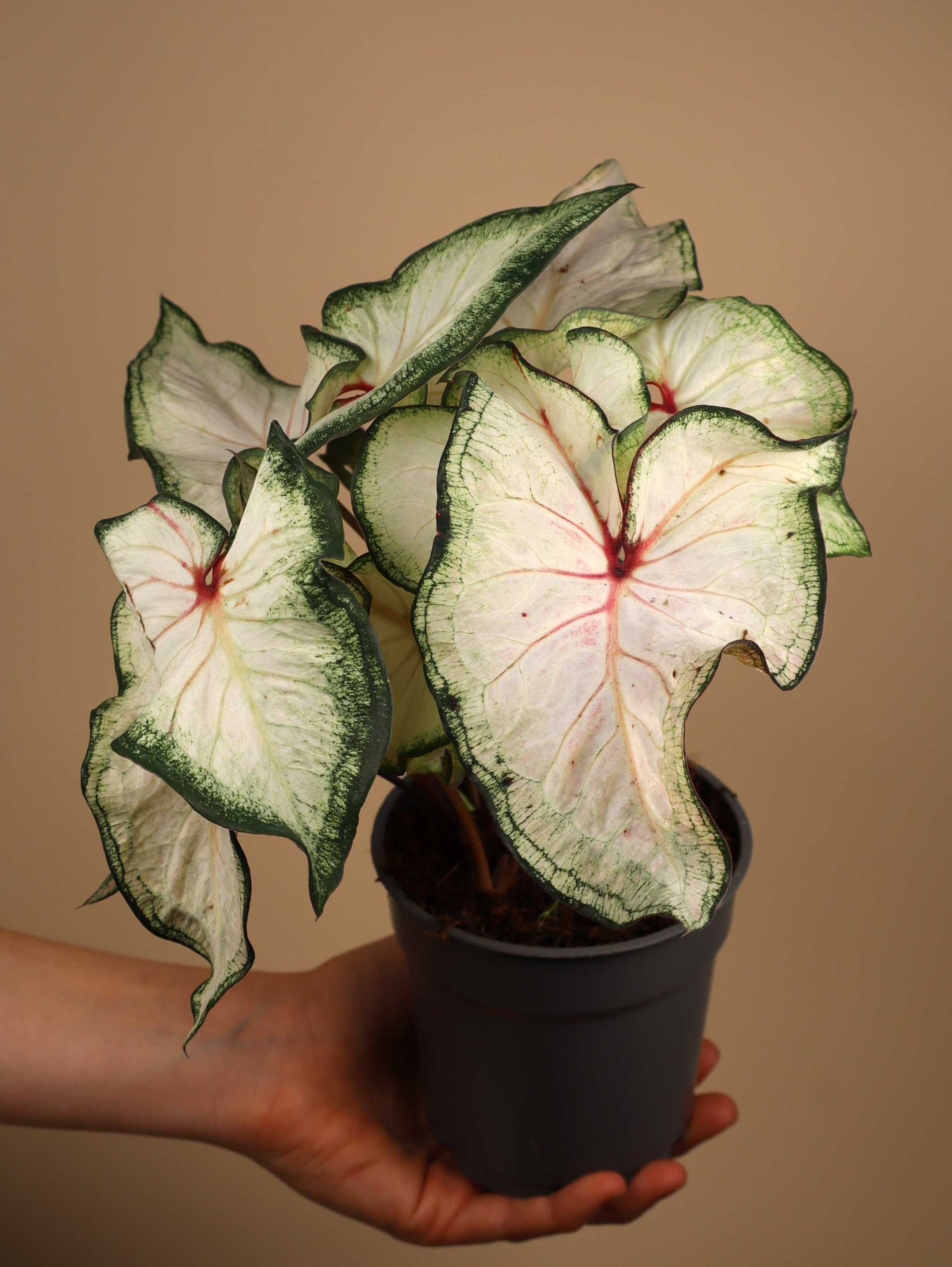 Caladium bicolor