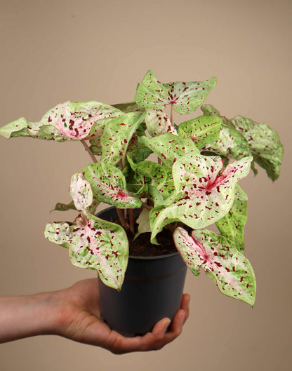 Caladium bicolor