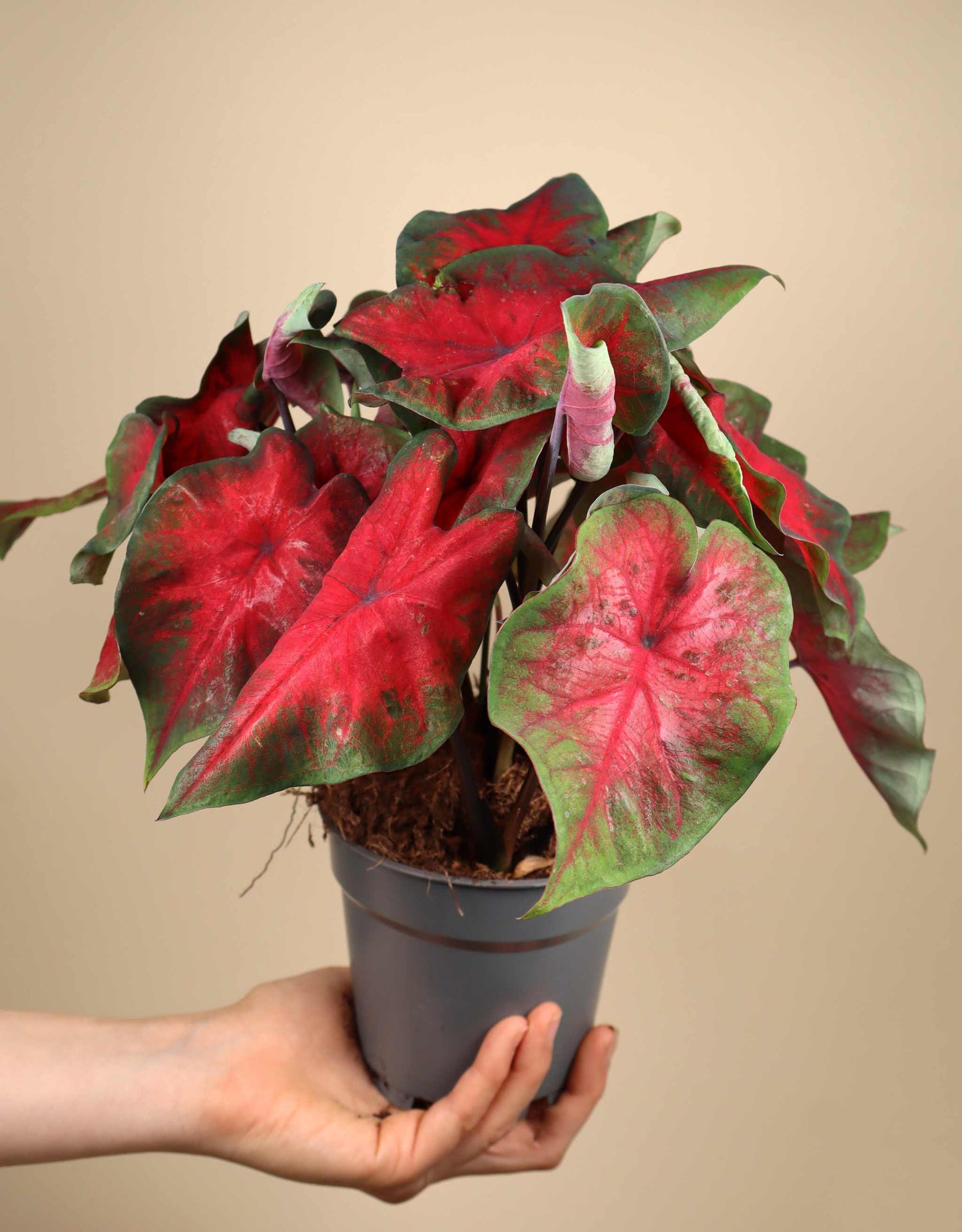 Caladium bicolor