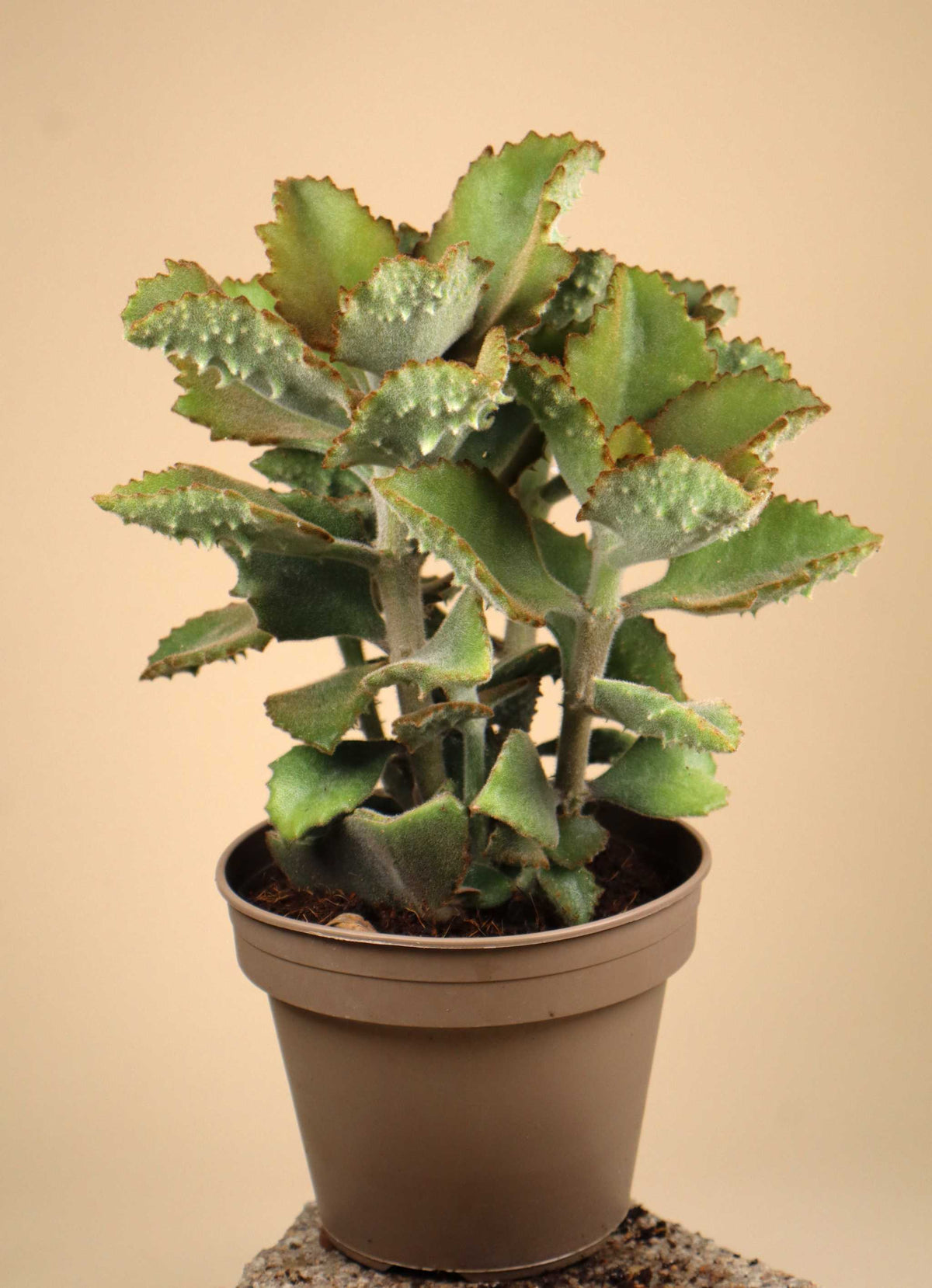 Kalanchoe beharensis 'Kamelhårskalankoe'
