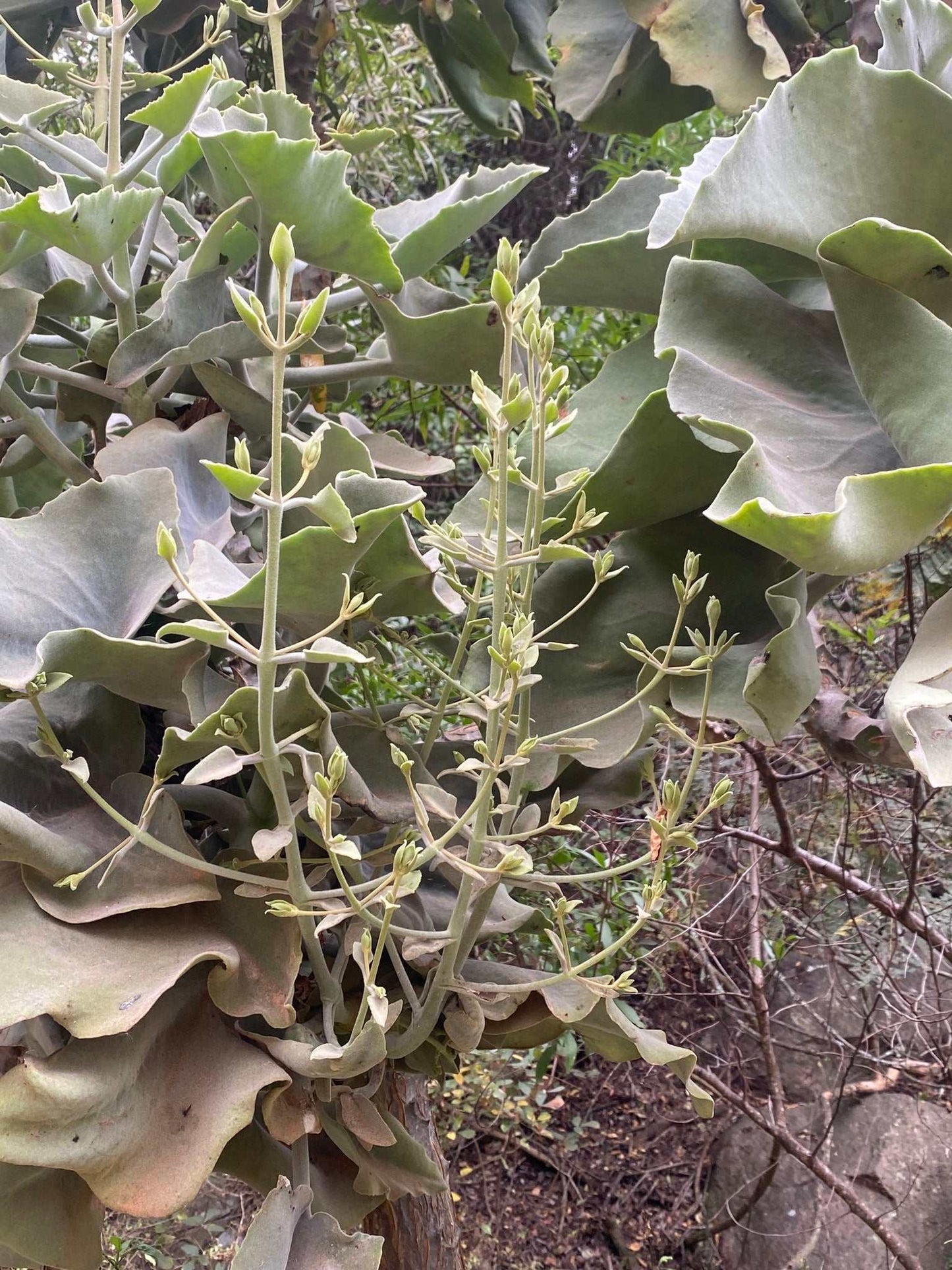 Kalanchoe beharensis 'Kamelhårskalankoe'