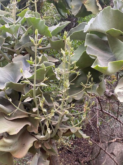 Kalanchoe beharensis 'Kamelhårskalankoe'