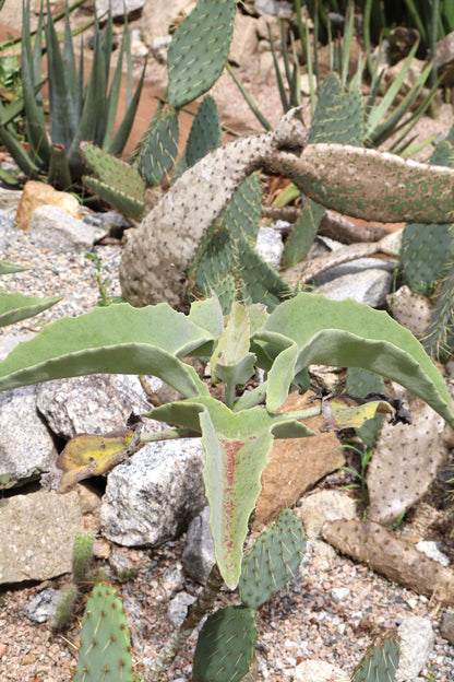 Kalanchoe beharensis 'Kamelhårskalankoe'