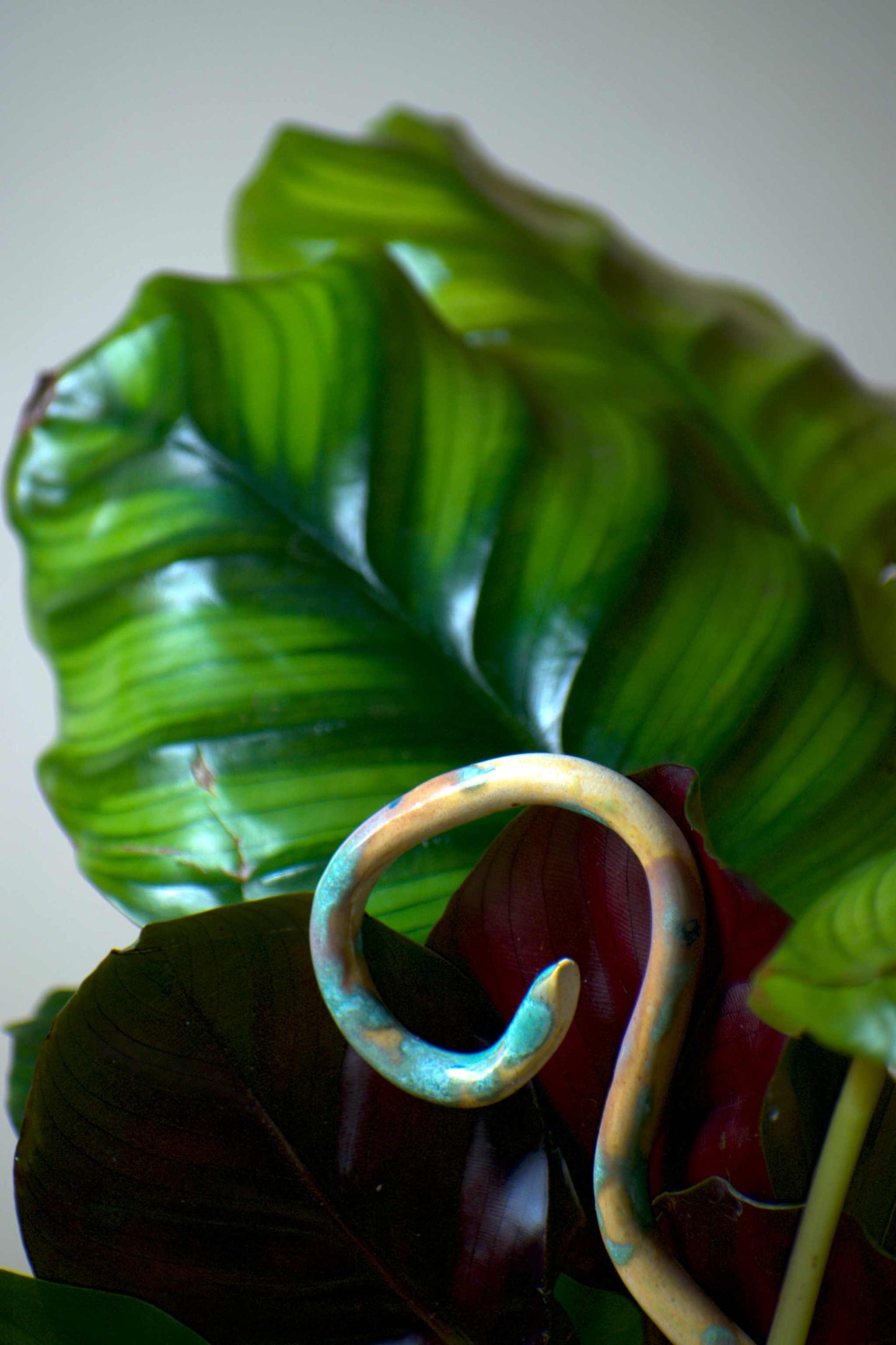 Calathea fasciata