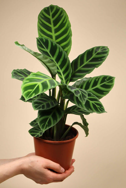 Goeppertia zebrina | Zebrapflanze