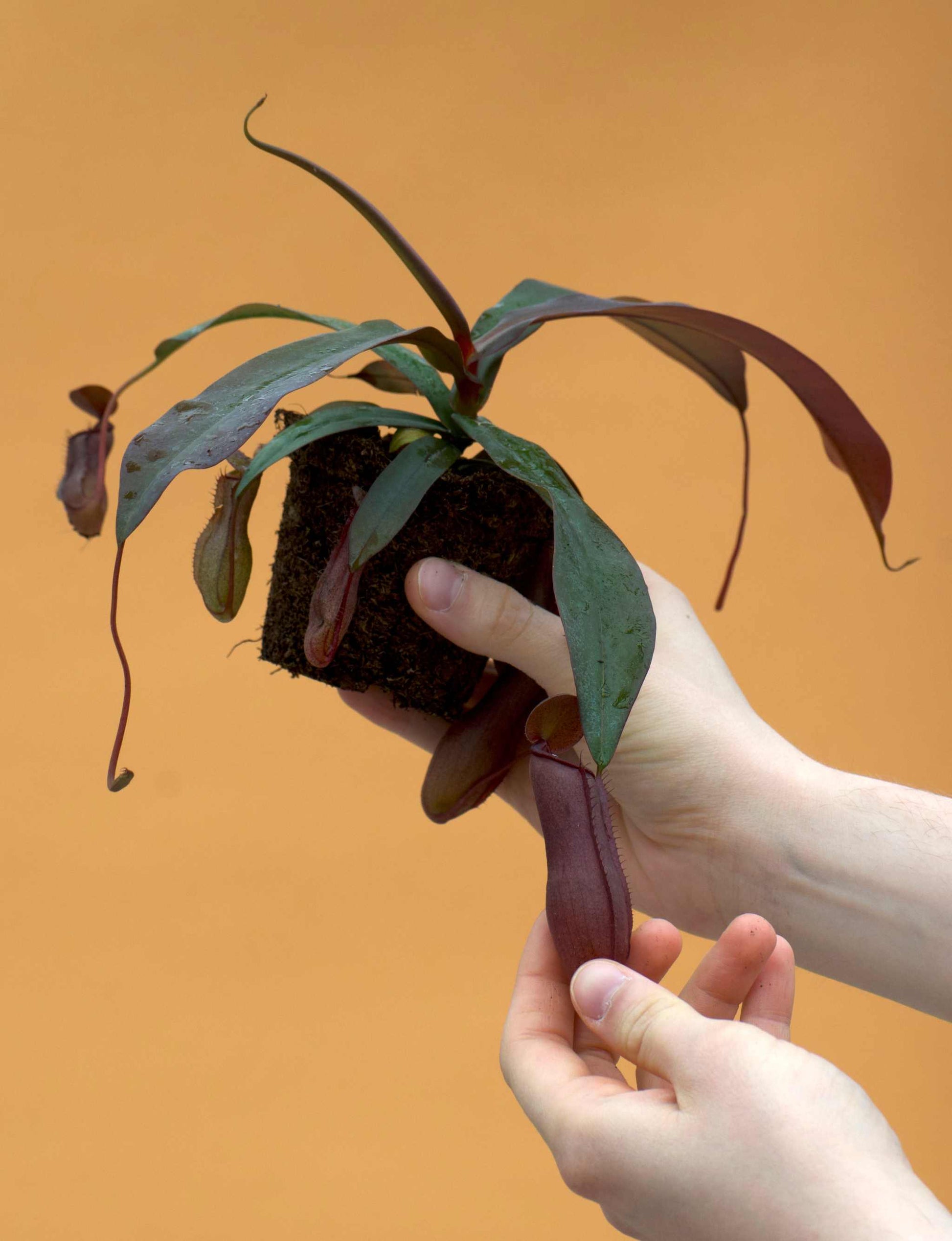 kannranka köttätande växt