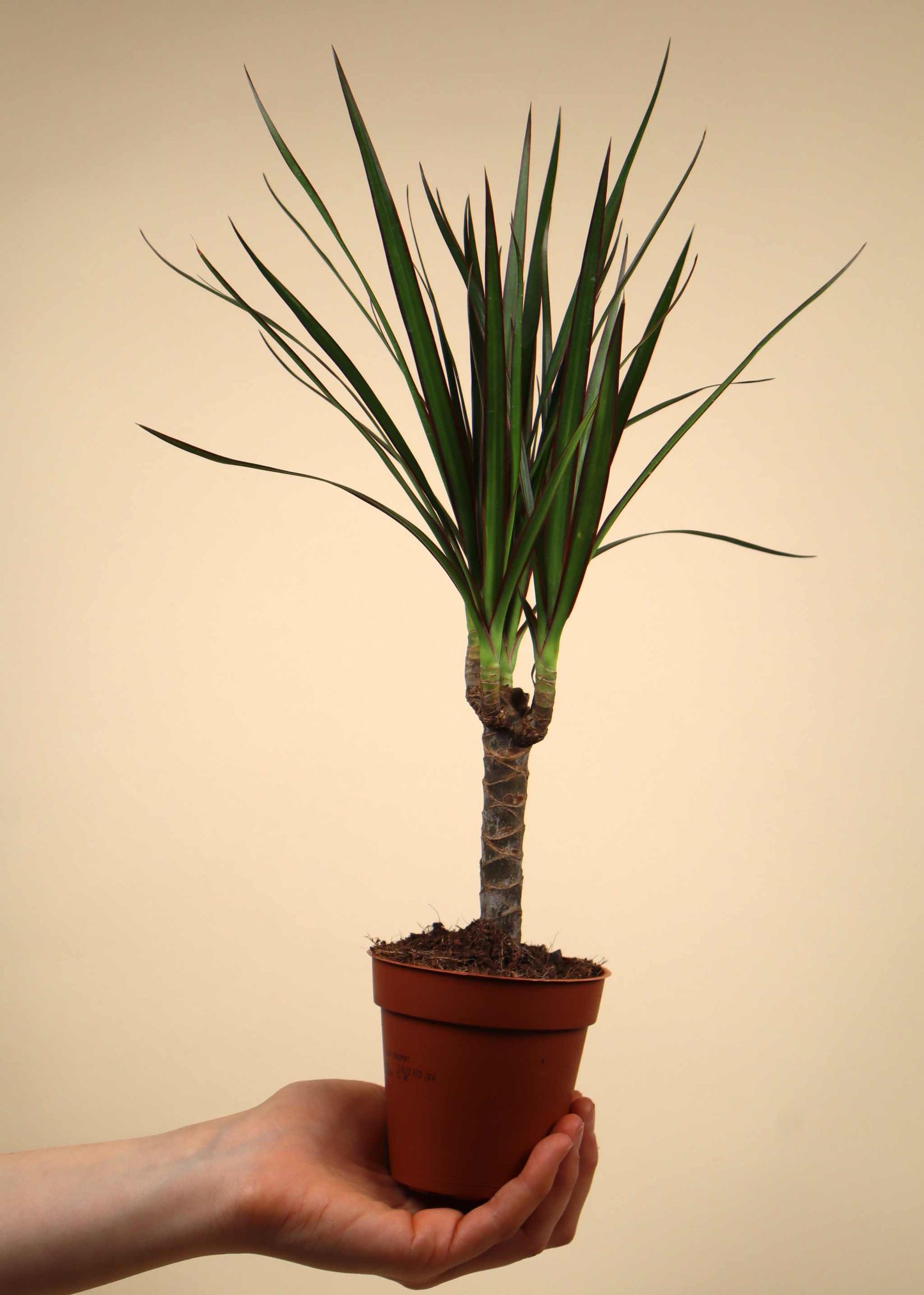 Dracaena marginata - Kantdracena