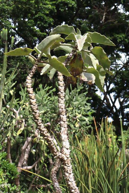 Kalanchoe beharensis 'Kamelhårskalankoe'