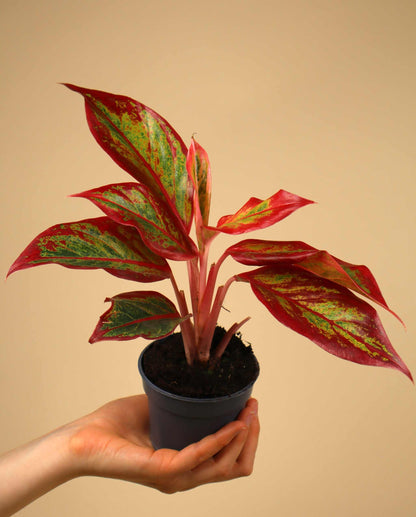 Aglaonema commutatum 'King of Siam'