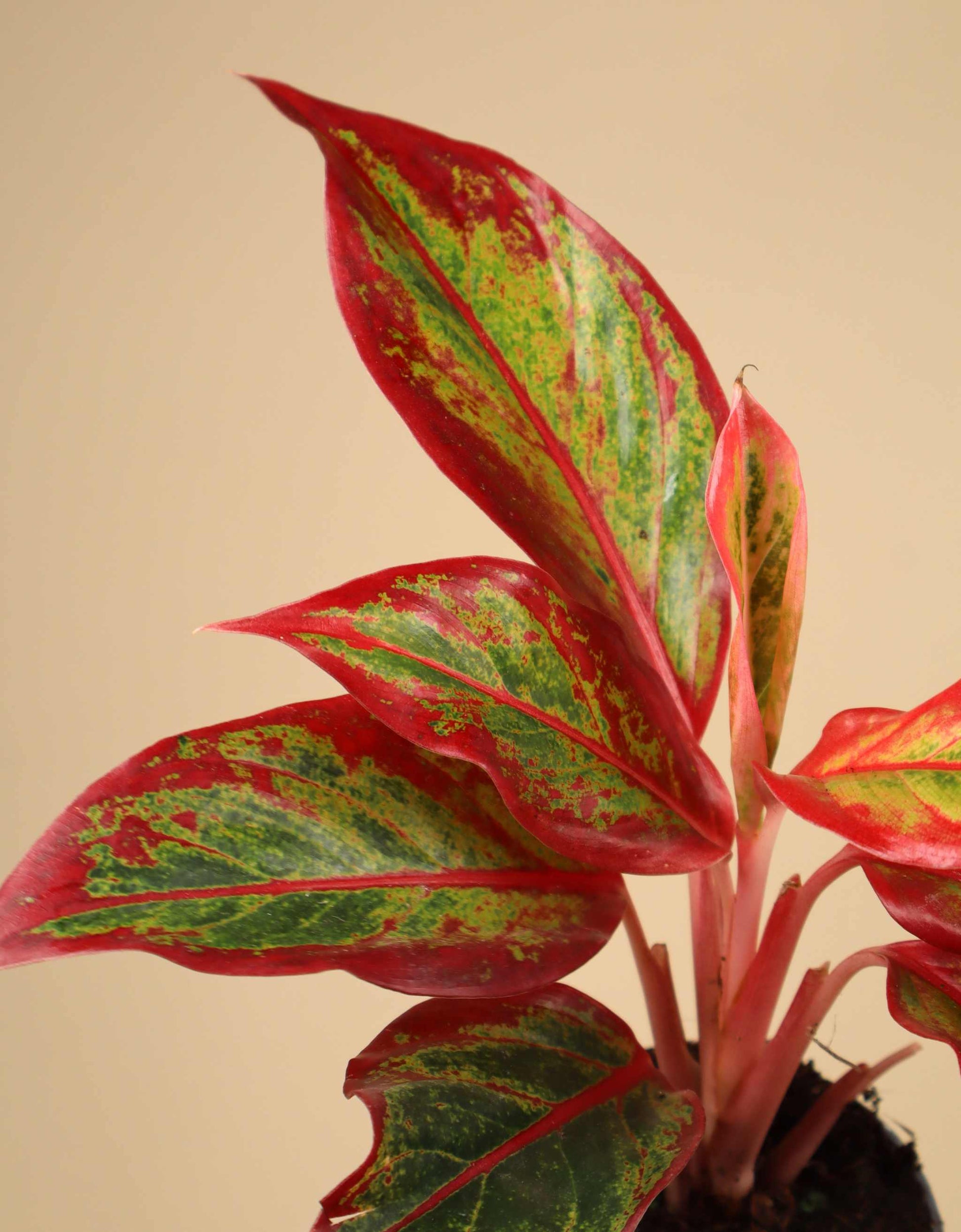 aglaonema king of siam Aglaonema Commutatum 'King Of Siam'
