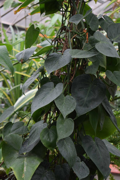 Philodendron hederaceum (klätterkalla)