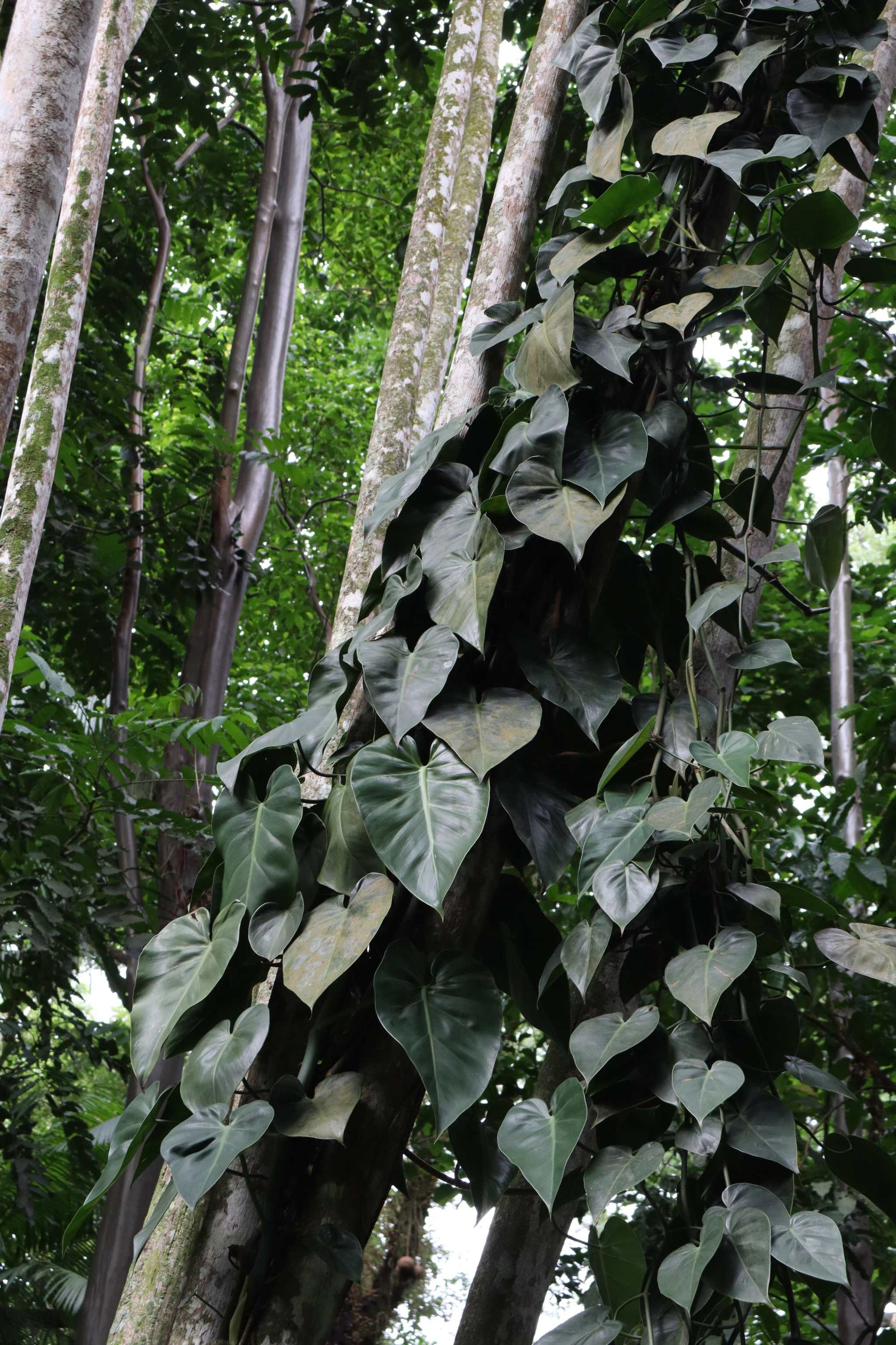 efeutute vs philodendron Philodendron hederaceum (Efeutute)