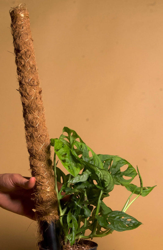 Kokosstav växtstöd