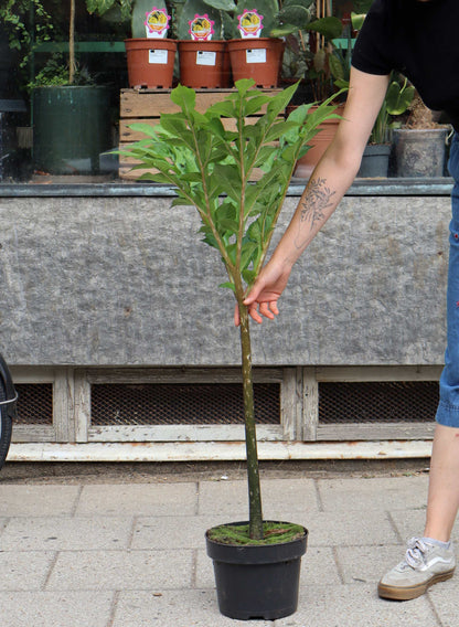 Amorphophallus konjac 'Konjaknölkalla'