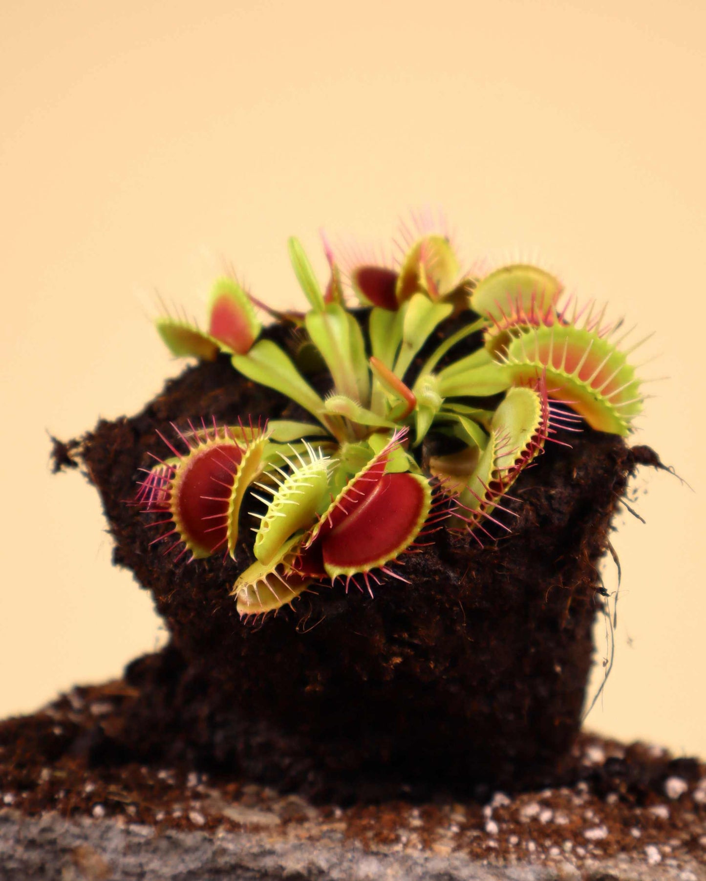 Dionaea muscipula 'Venus flugfälla'