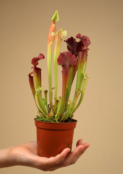 Sarracenia | Flugtrumpet