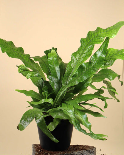Microsorum musifolium 'krokodilbräken'