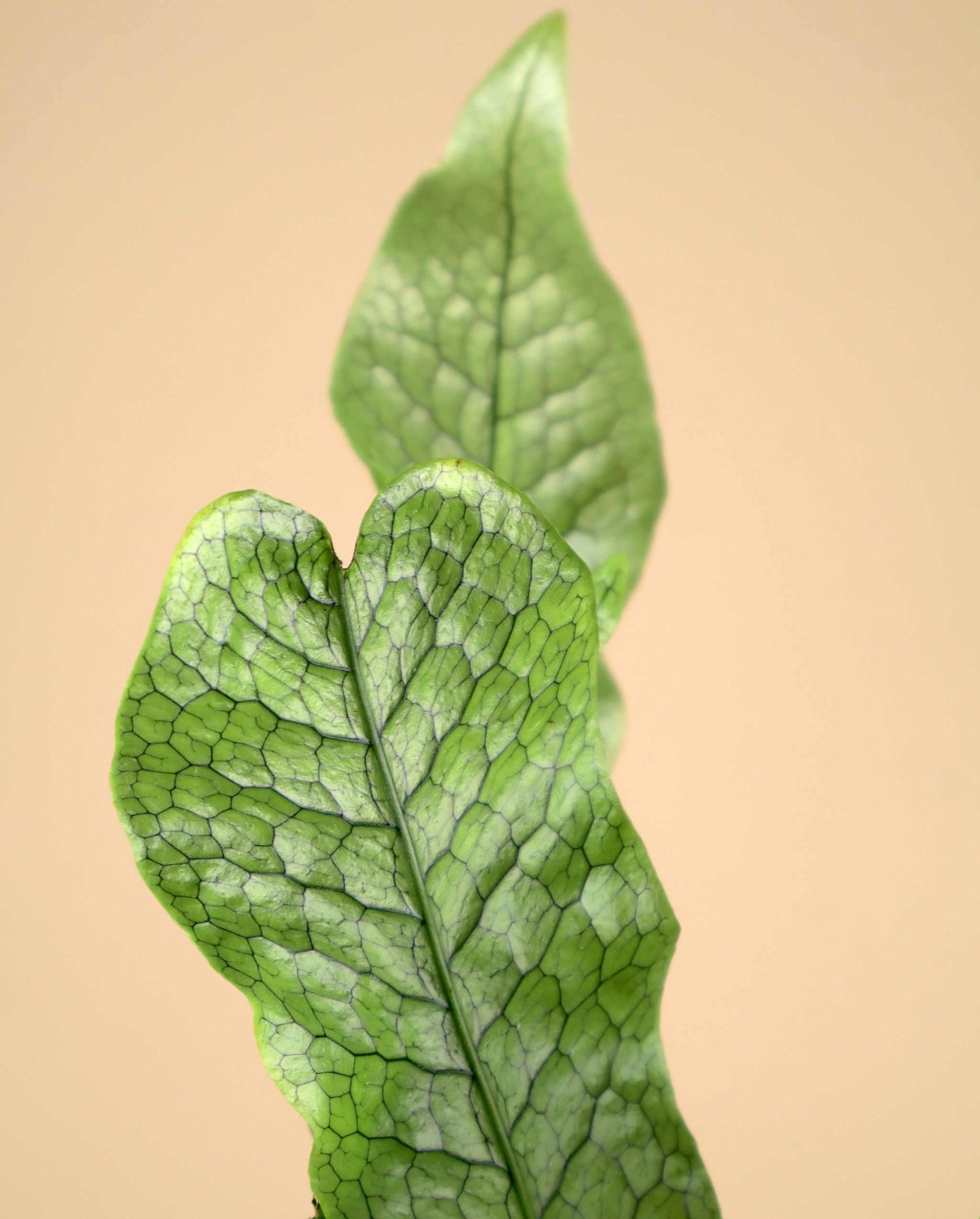 Microsorum musifolium 'krokodilbräken'