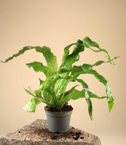 Microsorum musifolium 'crocodile fern' 