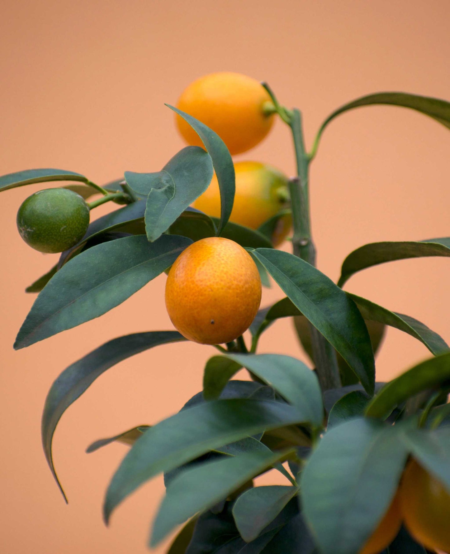 Kumquat (citrus japonica)
