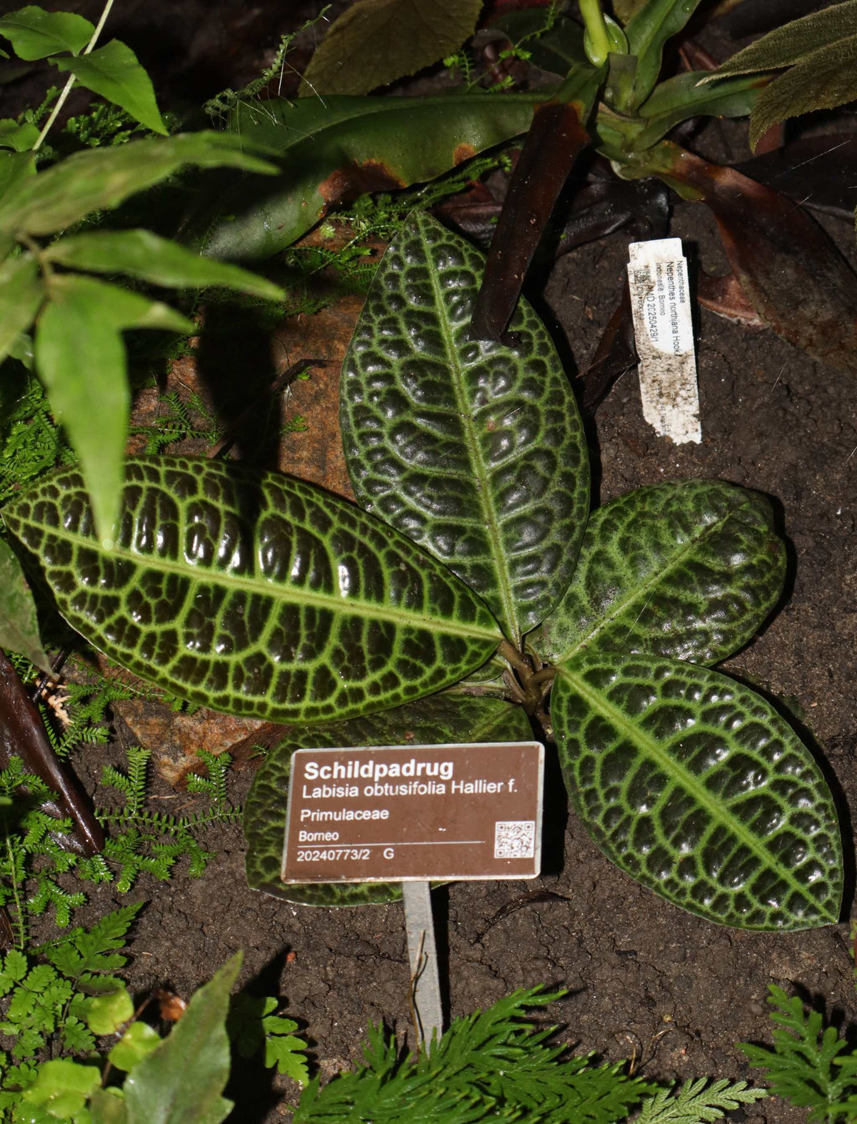 Labisia obtusifolia 'Turtleback'