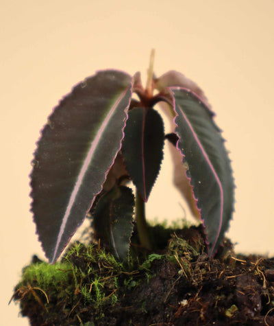 Labisia pumila