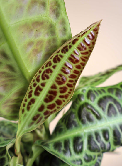 Labisia obtusifolia 'Turtleback'