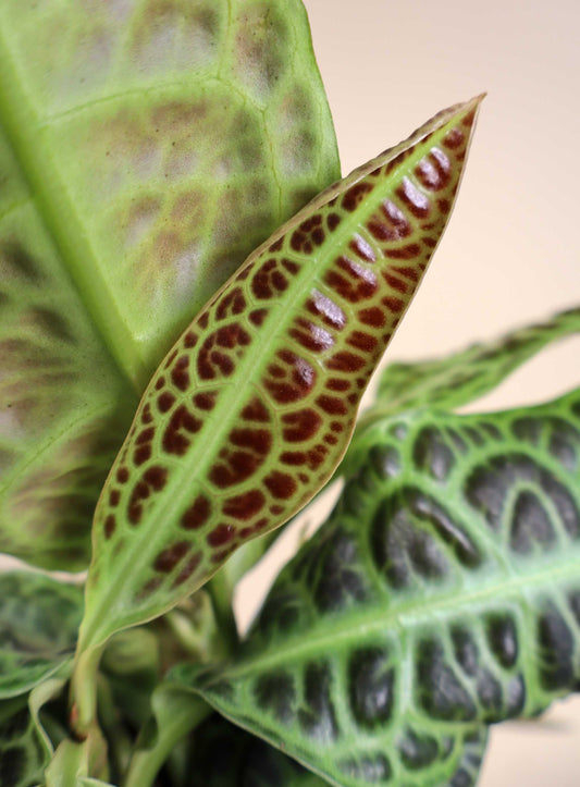 Labisia obtusifolia 'Turtleback'