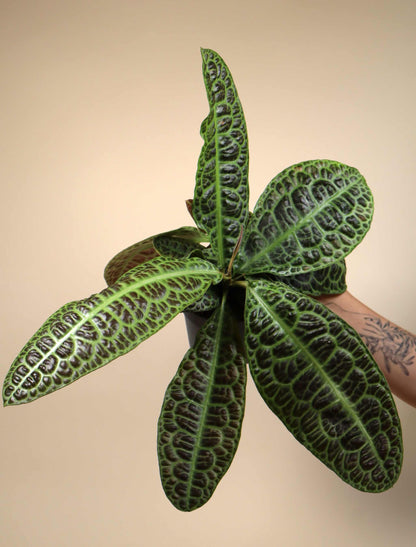 Labisia obtusifolia 'Turtleback'