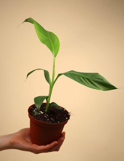 Bananenpflanze 'Lady Finger/Zuckerbanane' | Essbar