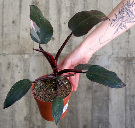 Philodendron 'Pink Princess'