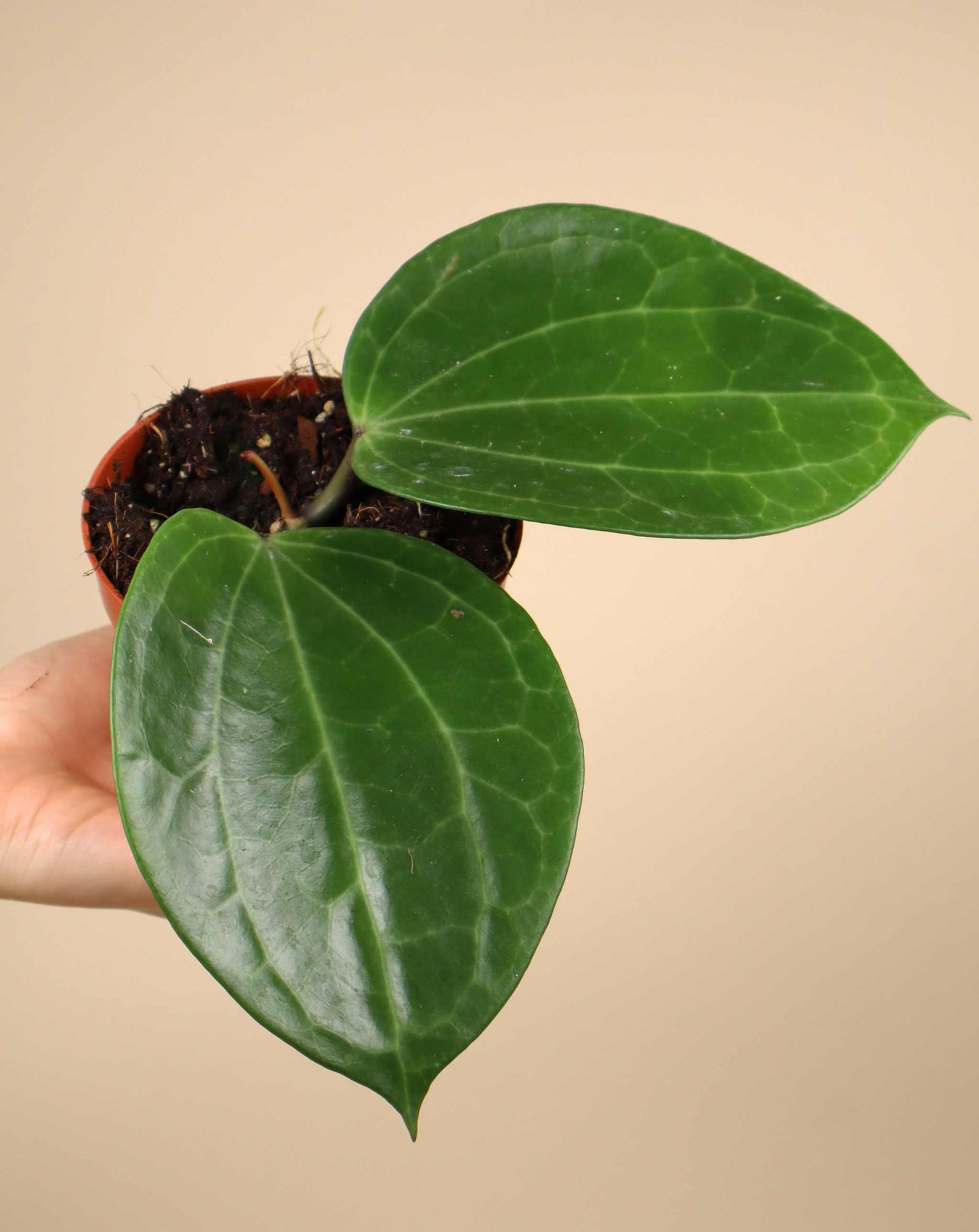 Hoya latifolia