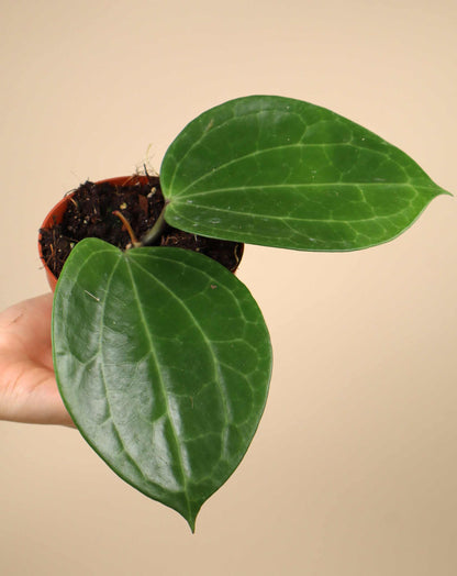 Hoya latifolia