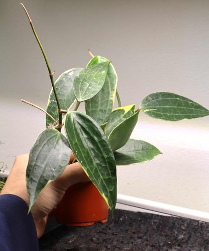 Hoya latifolia 'Albomarginata'