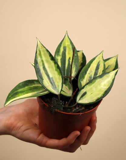 Hoya latifolia 'Pot of Gold'