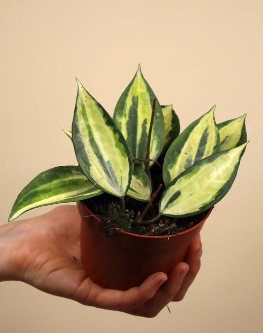 Hoya latifolia 'Pot of Gold'