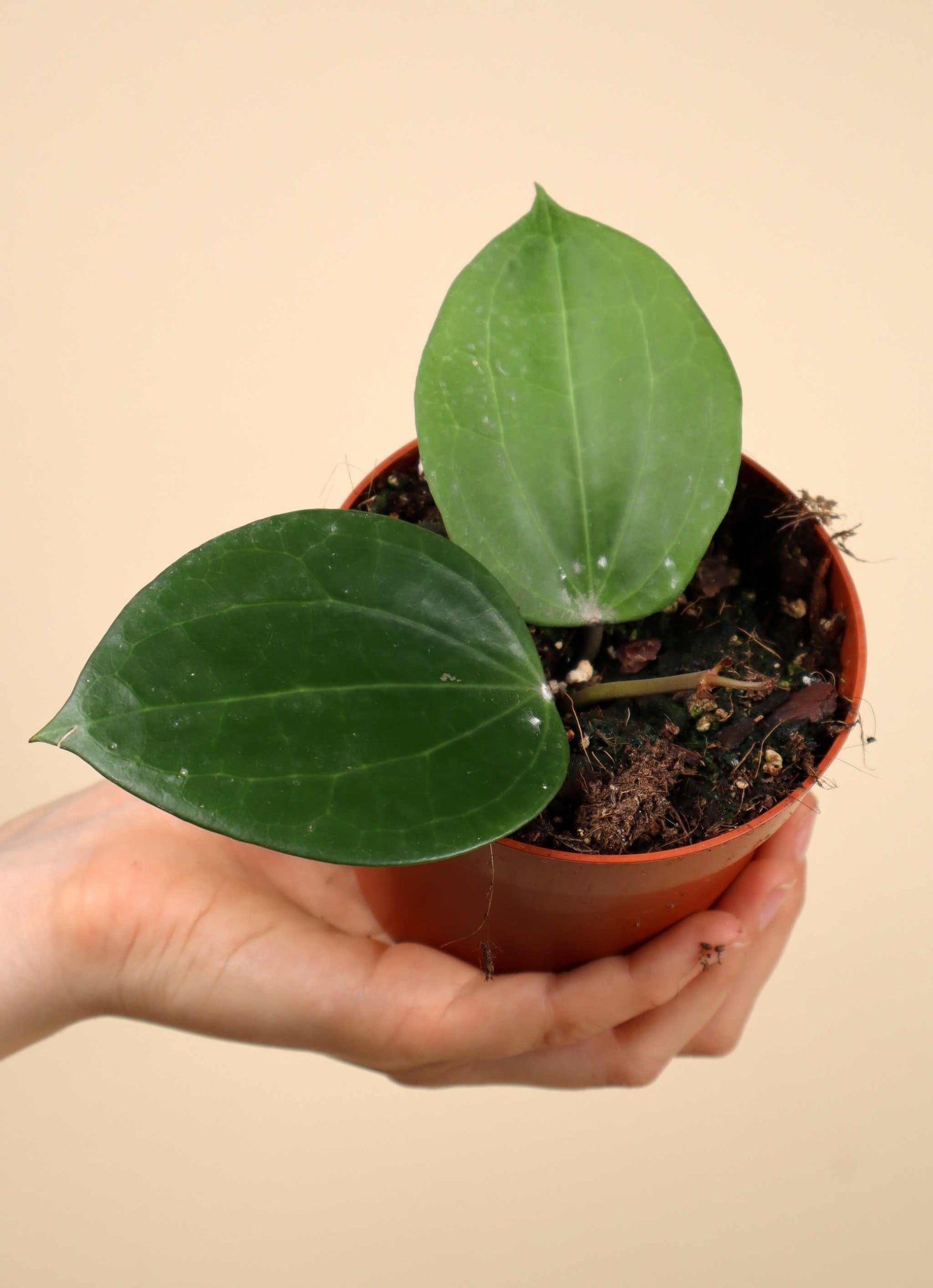 Hoya latifolia
