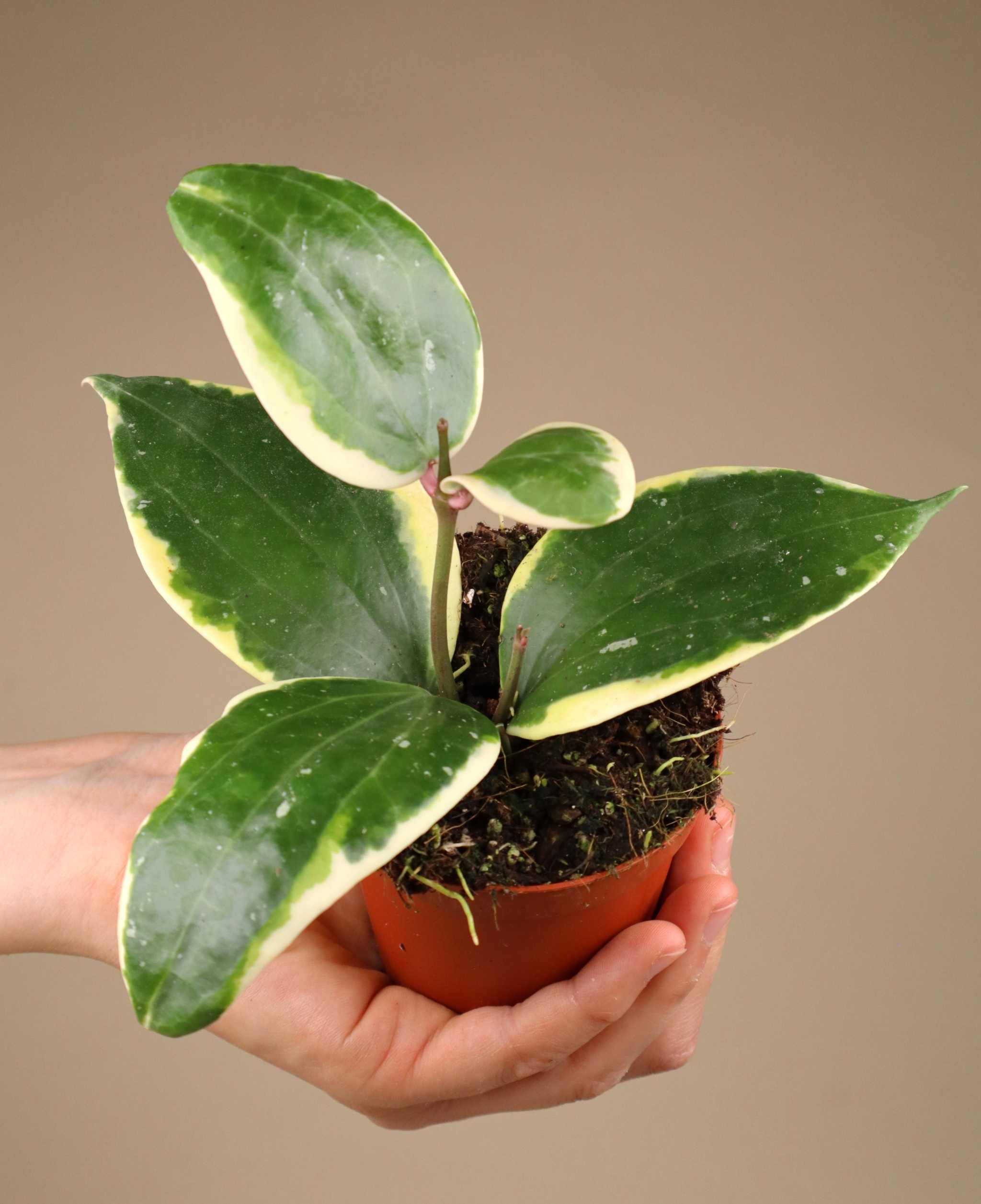 Hoya latifolia 'albomarginata' | Buy Rare & Unusual Plants Online