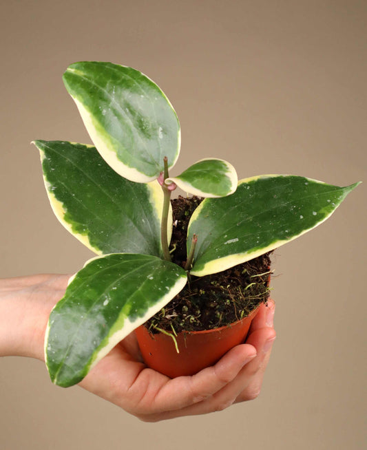 Hoya latifolia 'Albomarginata Round Leaf'