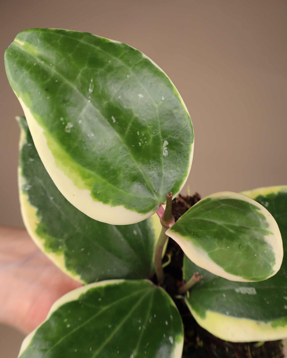 Hoya latifolia 'Albomarginata Round Leaf'