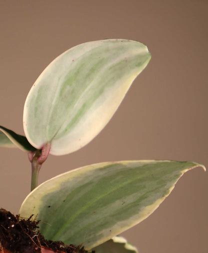Hoya latifolia 'Albomarginata Round Leaf'