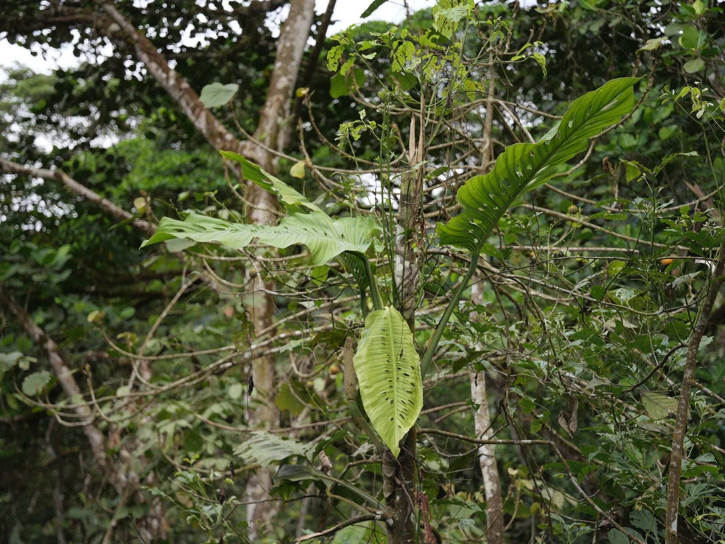 Monstera lechleriana Variegata