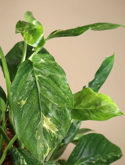 Monstera lechleriana Variegata