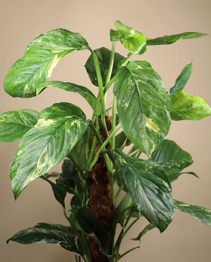 Monstera lechleriana Variegata