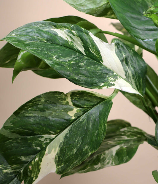 Monstera lechleriana Variegata