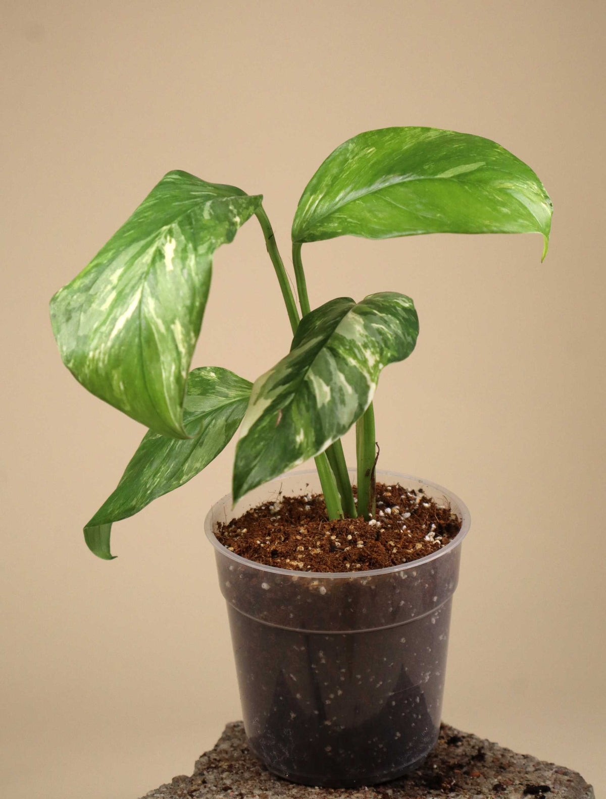 Monstera lechleriana Variegata