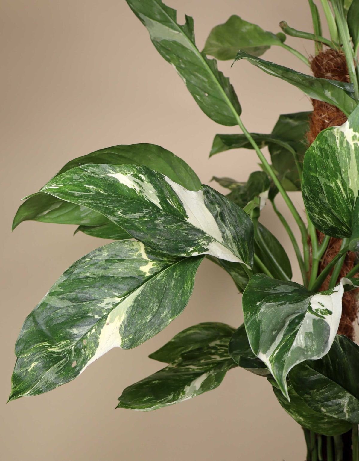 Monstera lechleriana Variegata