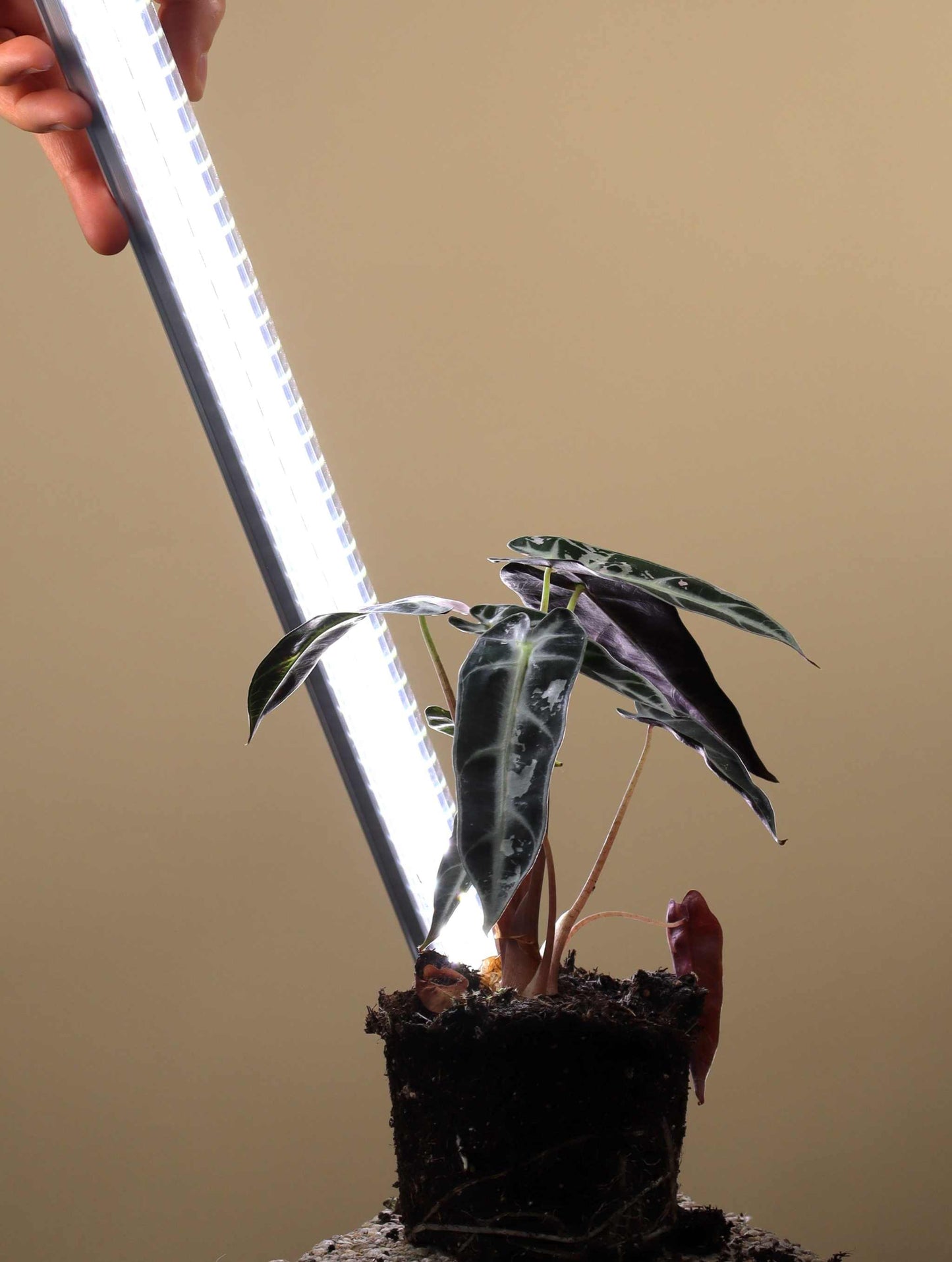 LED Växtbelysning 60cm | 18 W